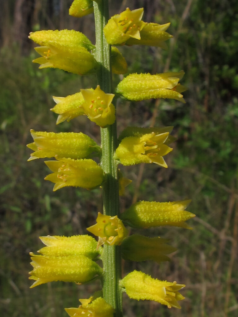 Yellow Colicroot