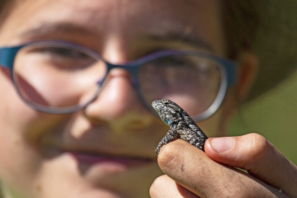 A girl holds a fence post lizard